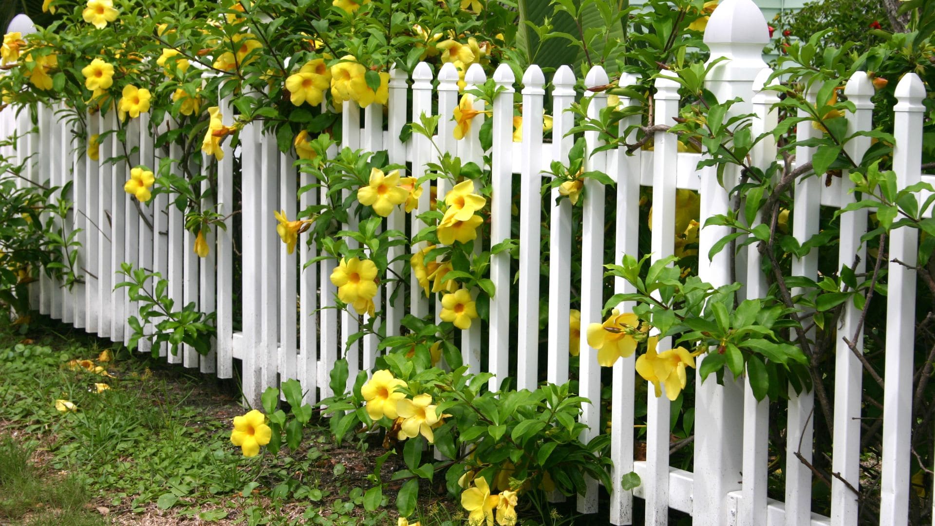 white wooden picket fence with yellow flowers