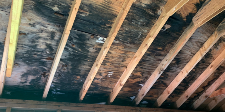 black mold on a roof