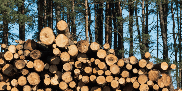 stacked lumber logs