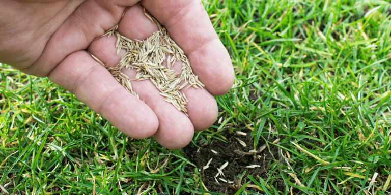 Closeup of a hand laying grass seed onto a lawn